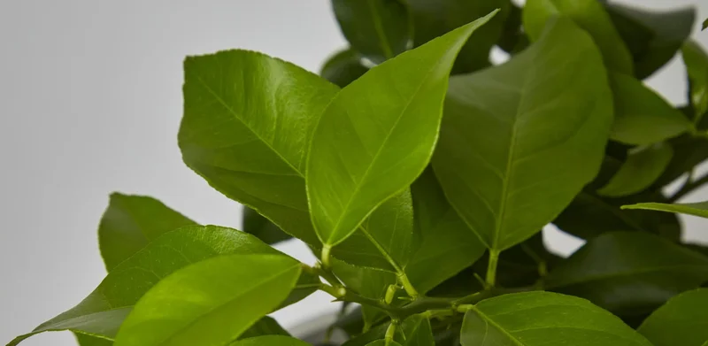 close up of plant leaves