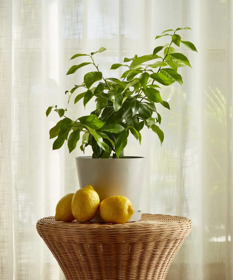 I am the eureka lemon tree! 25% off