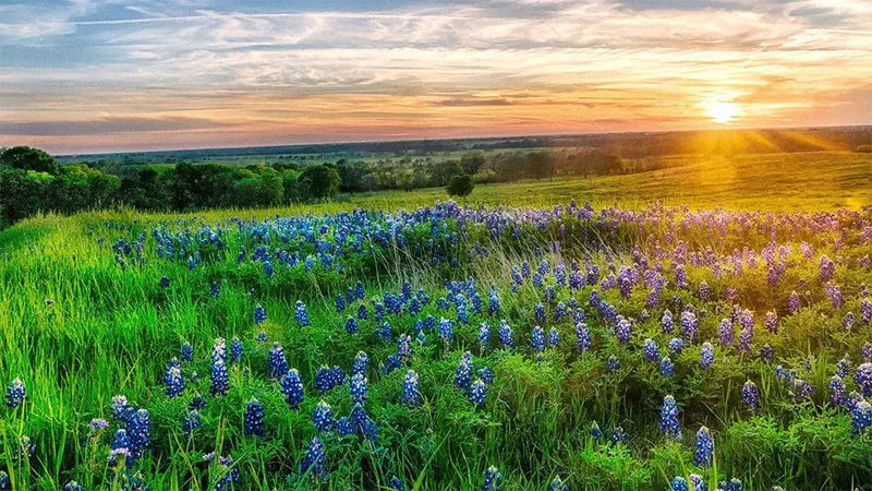 Image description: Bluebonnets along the Ennis Bluebonnet Trail, in Texas