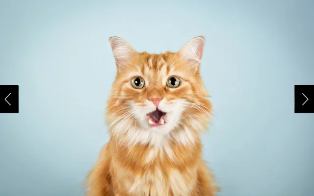 An orange cat