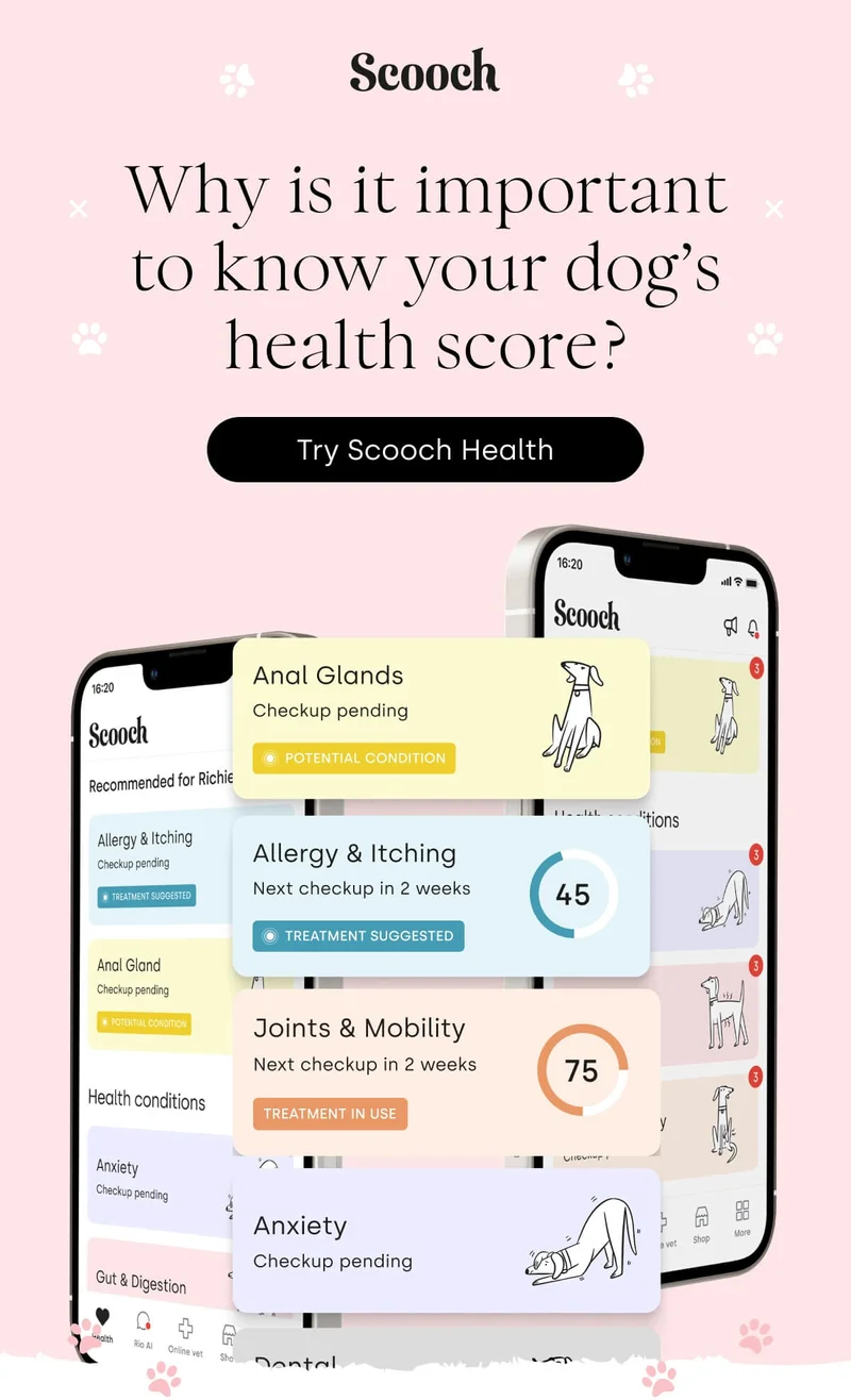 Why is it important to know your dog’s health score? - Try Scooch Health
