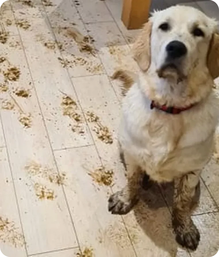 Mud Tracks Across the Room