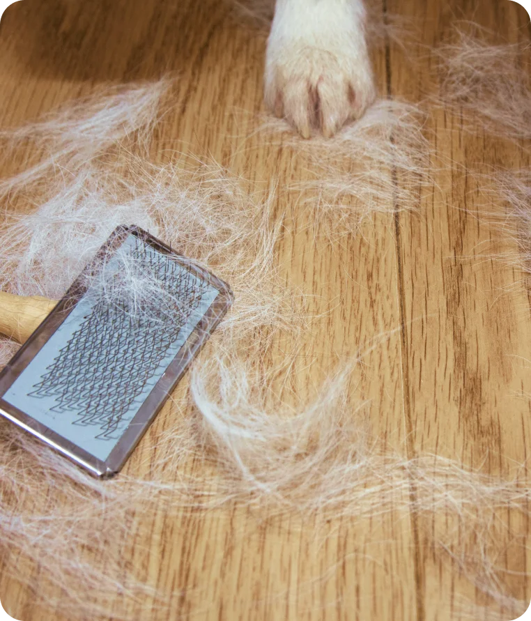 Clumps of fur and hair