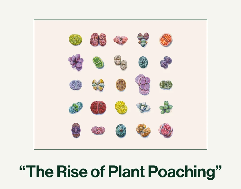 the rise of plant poaching
