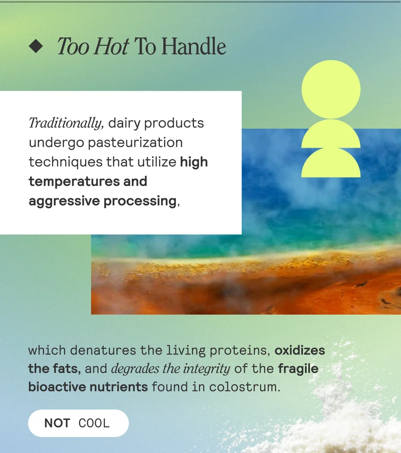 Too Hot To Handle. Traditionally, dairy products undergo pasteurization techniques that utilize high temperatures and aggressive processing, which denatures the living proteins, oxidizes the fats, and degrades the integrity of the fragile bioactive nutrients found in colostrum. NOT COOL