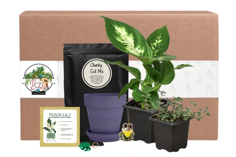 Image of House Plant Box