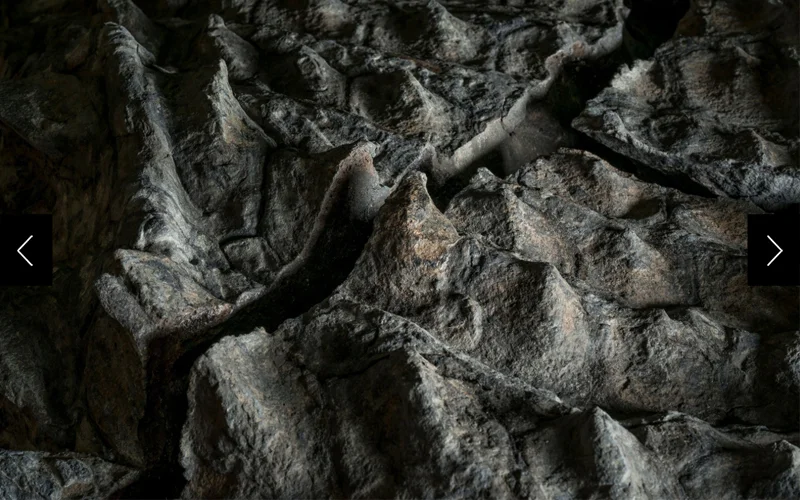 The armored plates on the spectacularly complete fossil of an ankylosaur named Borealopelta markmitchelli.