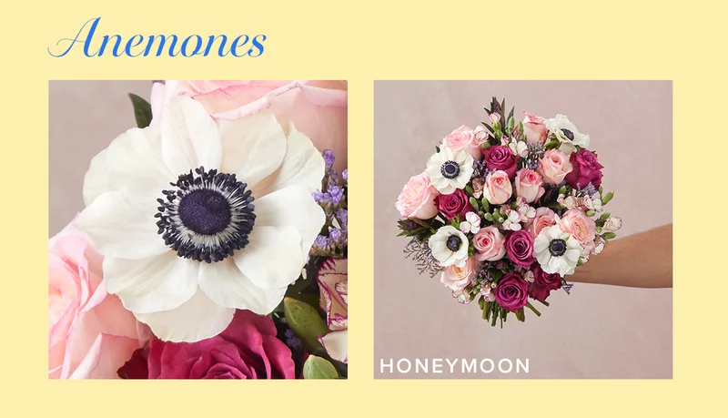 Anemones! Featured Bouq: Honeymoon.
