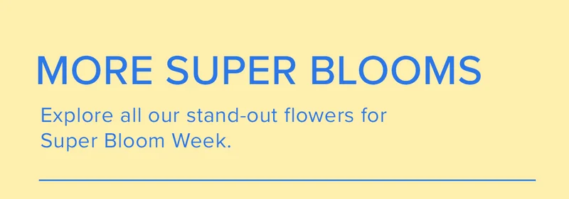 More Super Blooms. Explore all our stand-out flowers for Super Bloom Week.