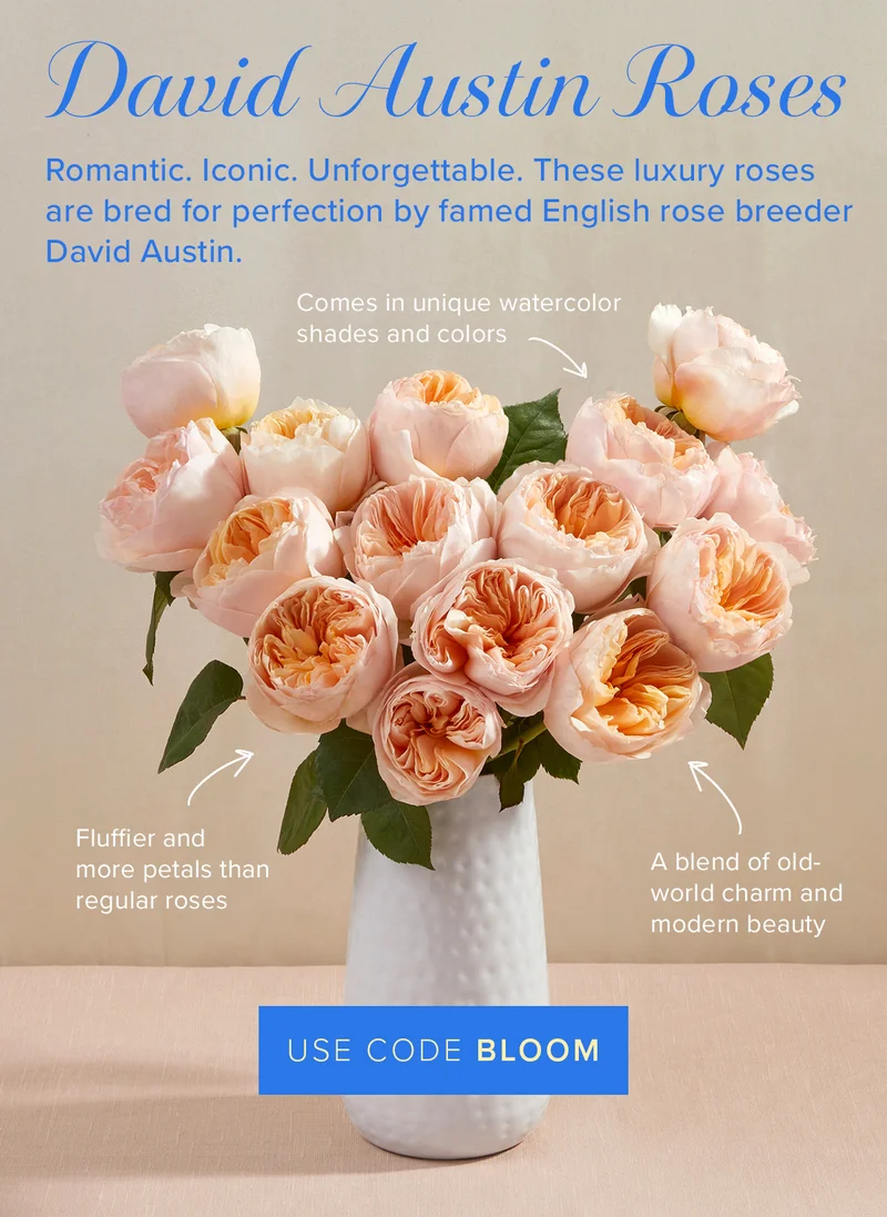 David Austin Roses: Romantic. Iconic. Unforgettable. These luxury roses are bred for perfection by famed English rose breeder David Austin. Fun facts: (1)Comes in unique watercolor shades and colors (2)Fluffier and more petals than regular roses (3)A blend of old-world charm and modern beauty.