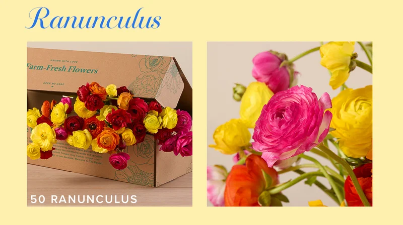 Ranunculus! Featured Bouq: 50 Ranunculus.