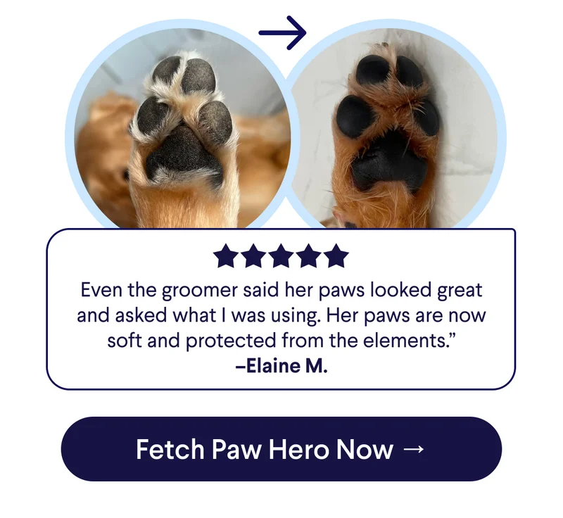 5 Star Customer Reviews with image of before and after improvement with Paw Hero: "Even the groomer said her paws looked great and asked what I was using. Her paws are now soft and protected from the elements.” –Elaine M. CTA: Fetch Paw Hero Now →