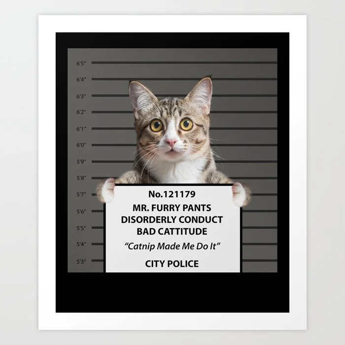 Catnip Cat Gift Bad Cattitude Funny Cat Lover Kitten Art Print Art Print