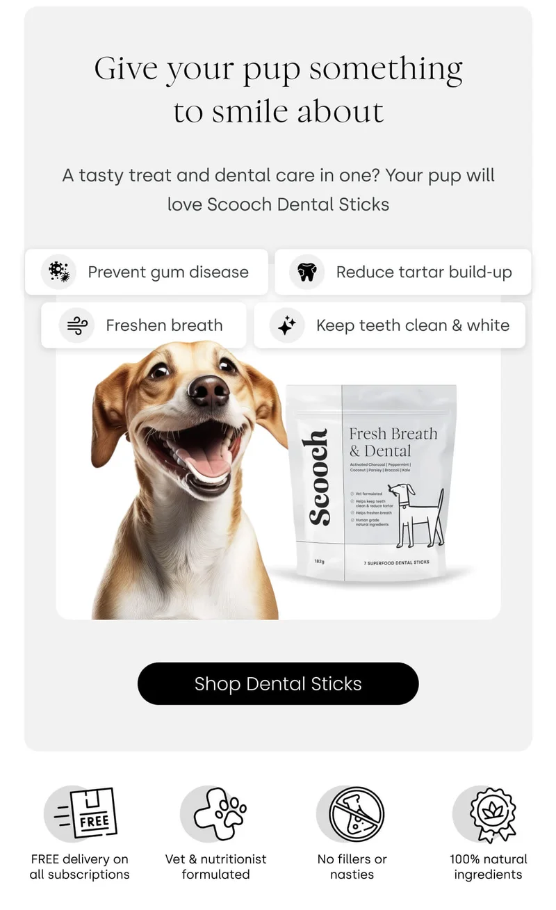 A tasty treat and dental care in one? Your pup will love Scooch&nbsp;Dental Sticks - Shop Dental Sticks