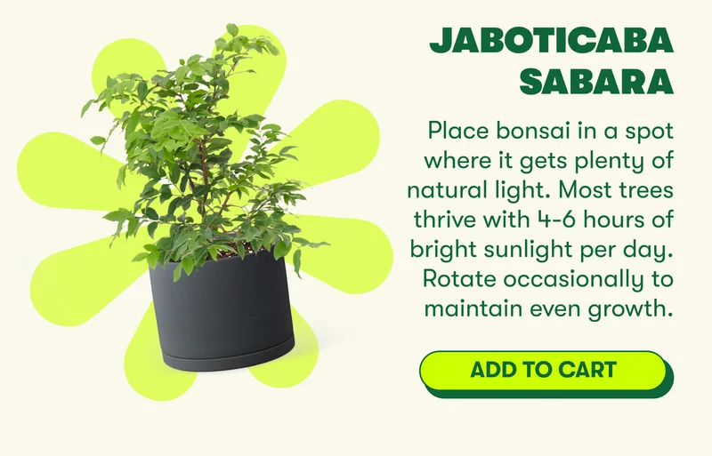 Dwarf Natal Plum Bonsai Place bonsai in a spot where it gets plenty of natural light. Most trees thrive with 4-6 hours of bright sunlight per day. Rotate occasionally to maintain even growth.  [ ADD TO CART ]