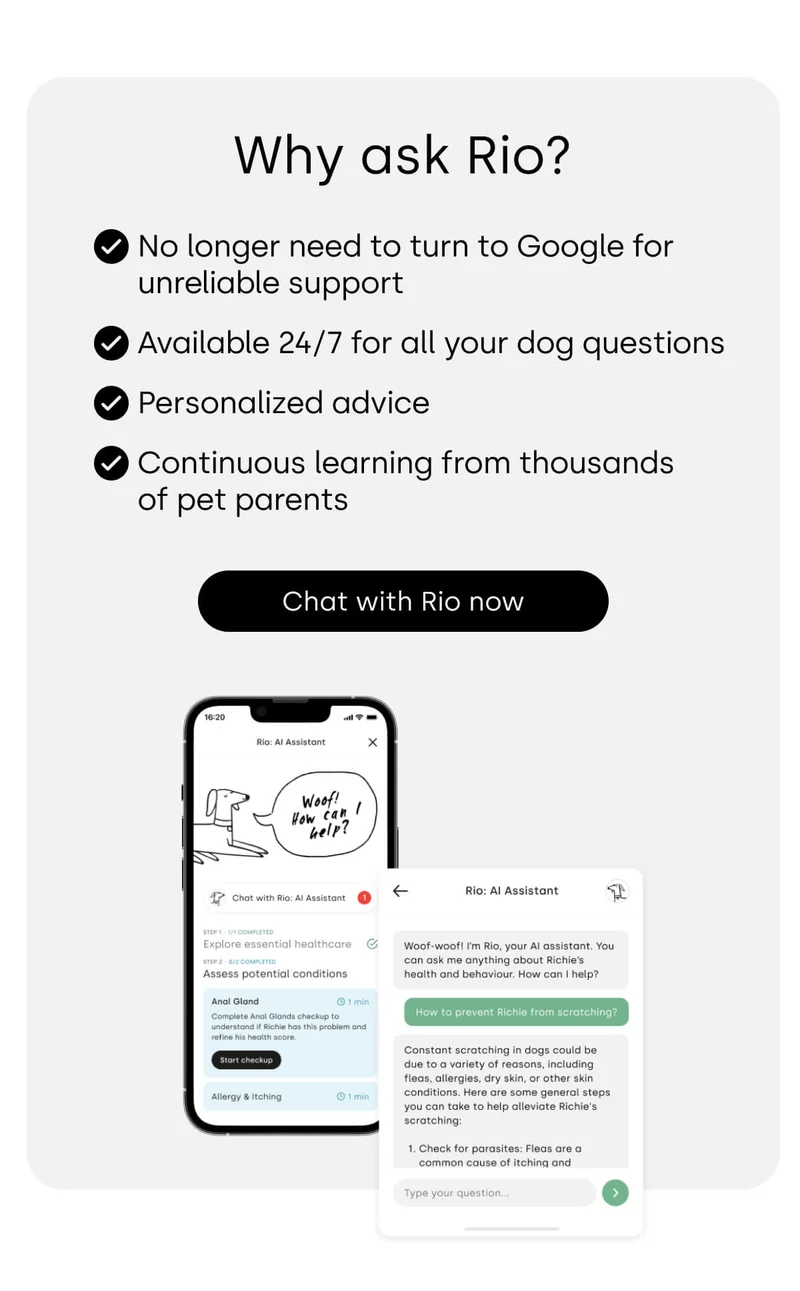 Why ask Rio? - Chat with Rio now