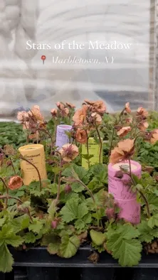 people on a flower farm, finding skincare product among the rows of plants and applying the products