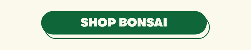 [SHOP BONSAI]