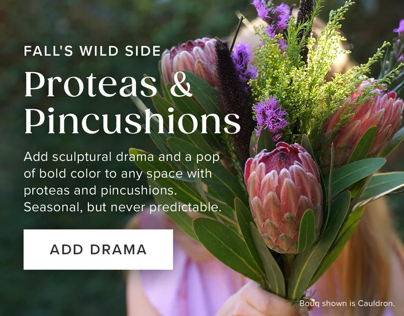 Fall's Wild Side: Proteas & Pincushions. Add Sculptural drama and a pop of bold color to any space with proteas and pincushions. Seasonal, but never predictable. Add Drama