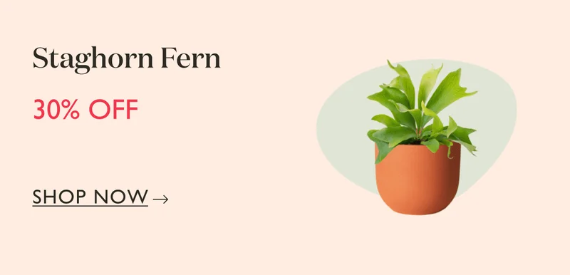 Staghorn Fern