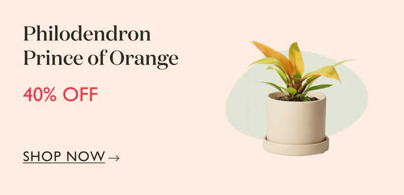 Philodendron Prince of Orange