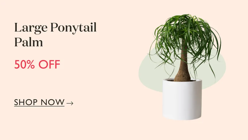 Large Ponytail Palm