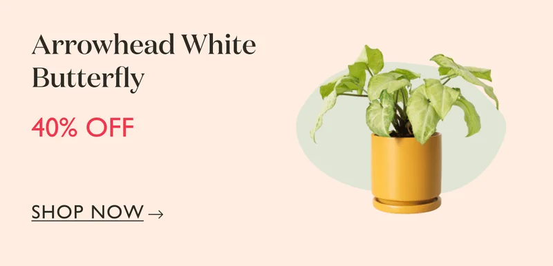 Arrowhead White Butterfly