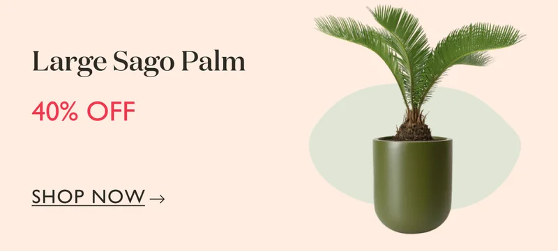 Large Sago Palm