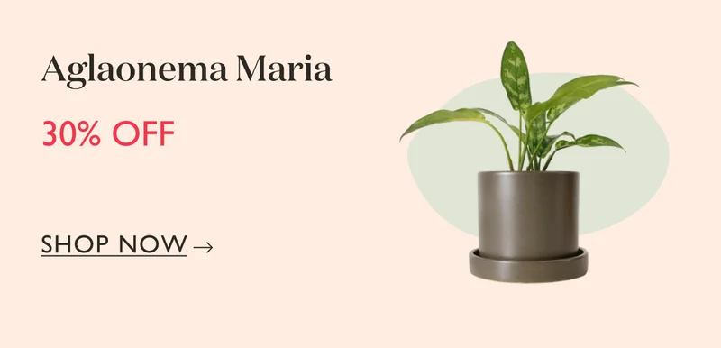 Aglaonema Maria