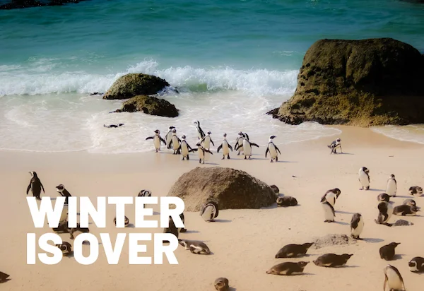 Beach with Penguins and text that reads "summer in january"