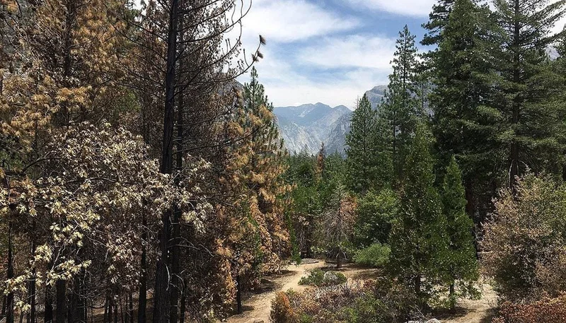 Image description: Hiking trail at Sequoia and Kings Canyon National Park
