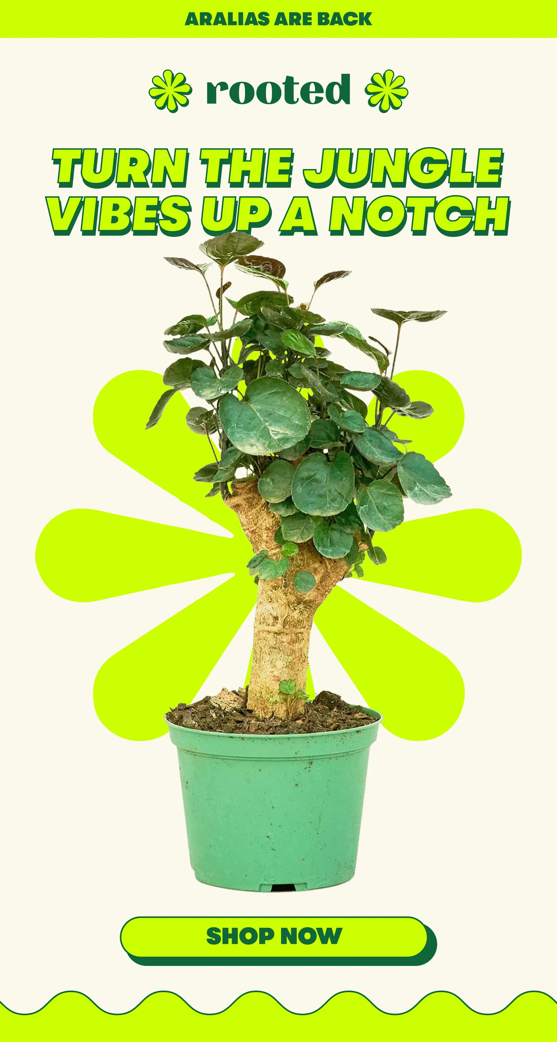 ARALIAS ARE BACK Turn the jungle vibes up a notch  [ SHOP NOW]