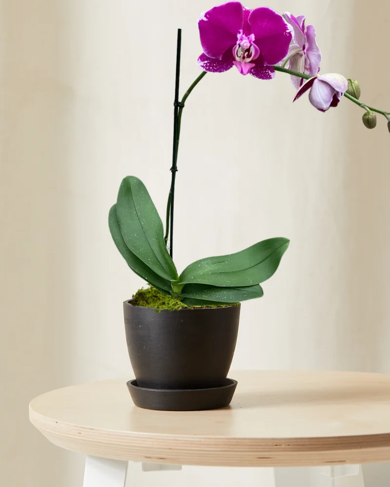 Image of Purple Orchid -  Charcoal