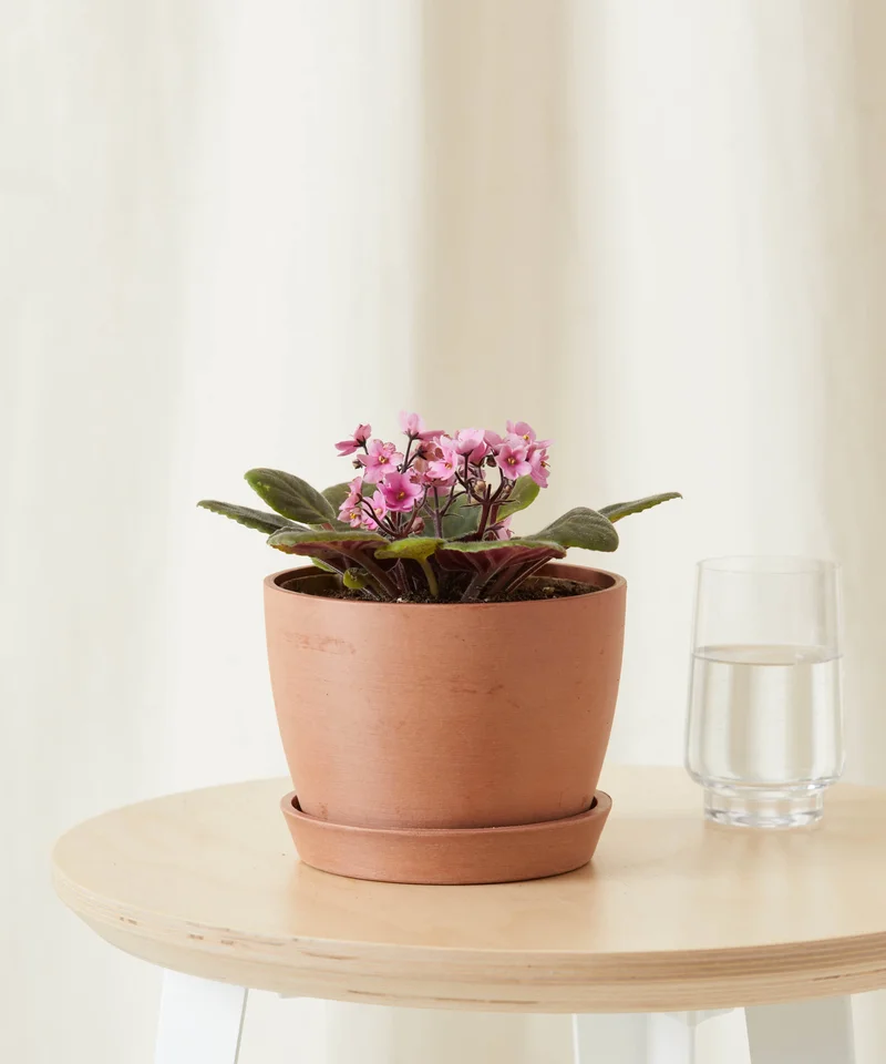 Image of Pink African Violet