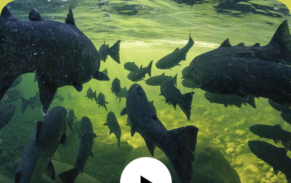 A school of large fish swimming in clear river water.