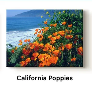 California Poppies by Jaynes Gallery