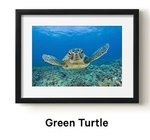Green Turtle by Reinhard Dirscherl