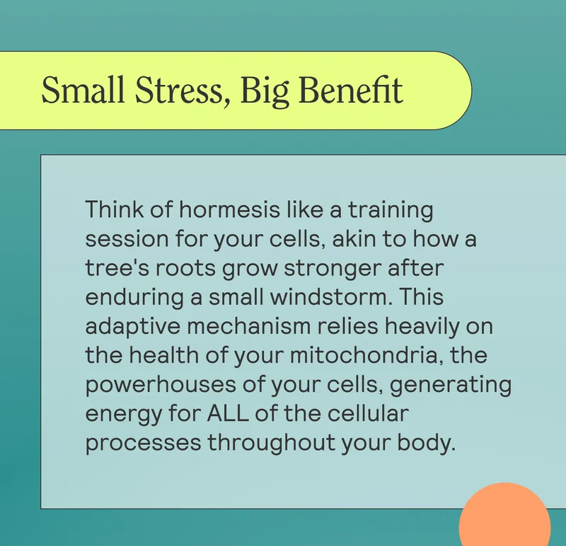 Small Stress, Big Benefit  Body: Think of hormesis like a training session for your cells, akin to how a tree's roots grow stronger after enduring a small windstorm. This adaptive mechanism relies heavily on the health of your mitochondria, the powerhouses of your cells, generating energy for ALL of the cellular processes throughout your body.