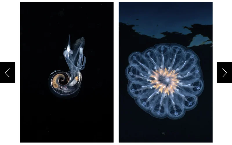 Left: A transparent (shell and all) pelagic snail floats on a black background. Right: Several transparent salp are attached as a colony in a round shape.