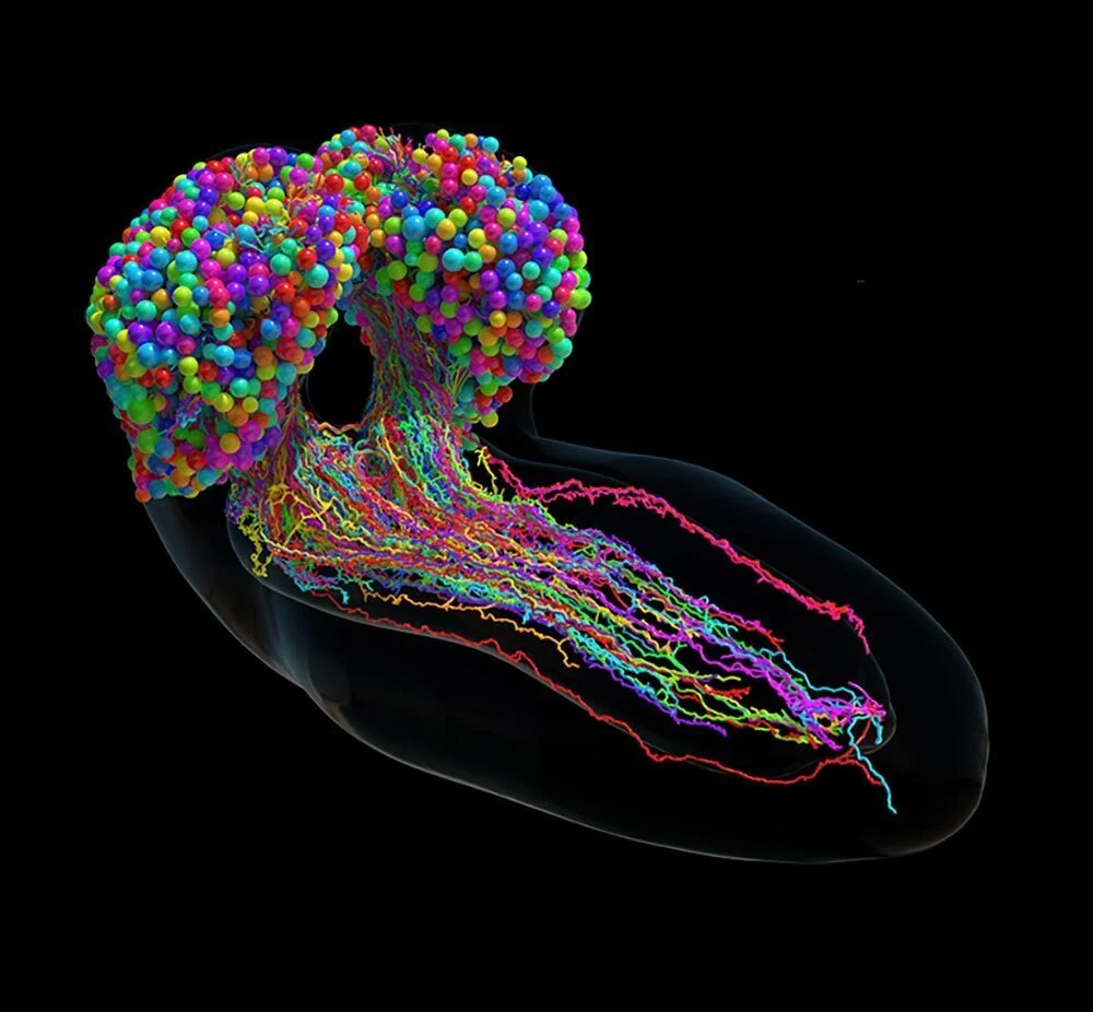 An illustration of the brain wiring of a fruit fly.