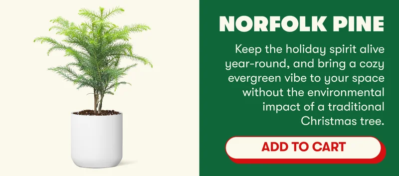 Norfolk Pine  Keep the holiday spirit alive year-round, and bring a cozy evergreen vibe to your space without the environmental impact of a traditional Christmas tree. [ADD TO CART]