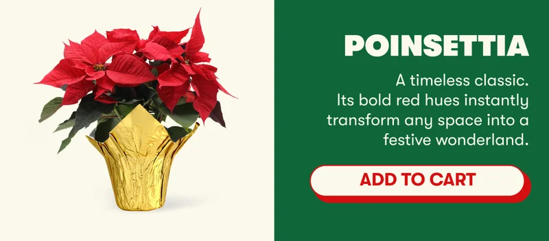 Poinsettia A timeless classic. Its bold red hues instantly transform any space into a festive wonderland.  [ADD TO CART]