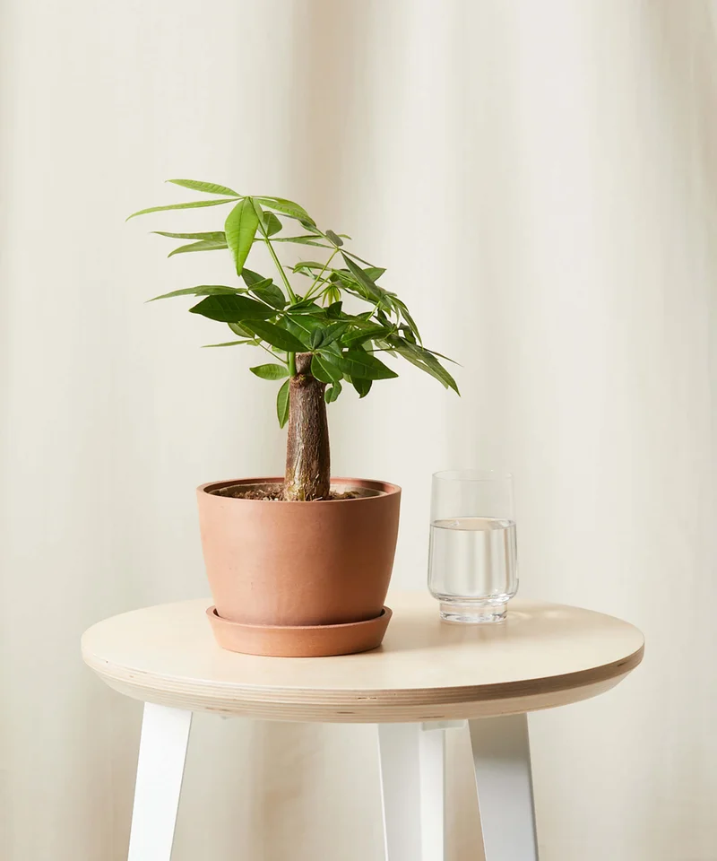 Image of Mini Money Tree