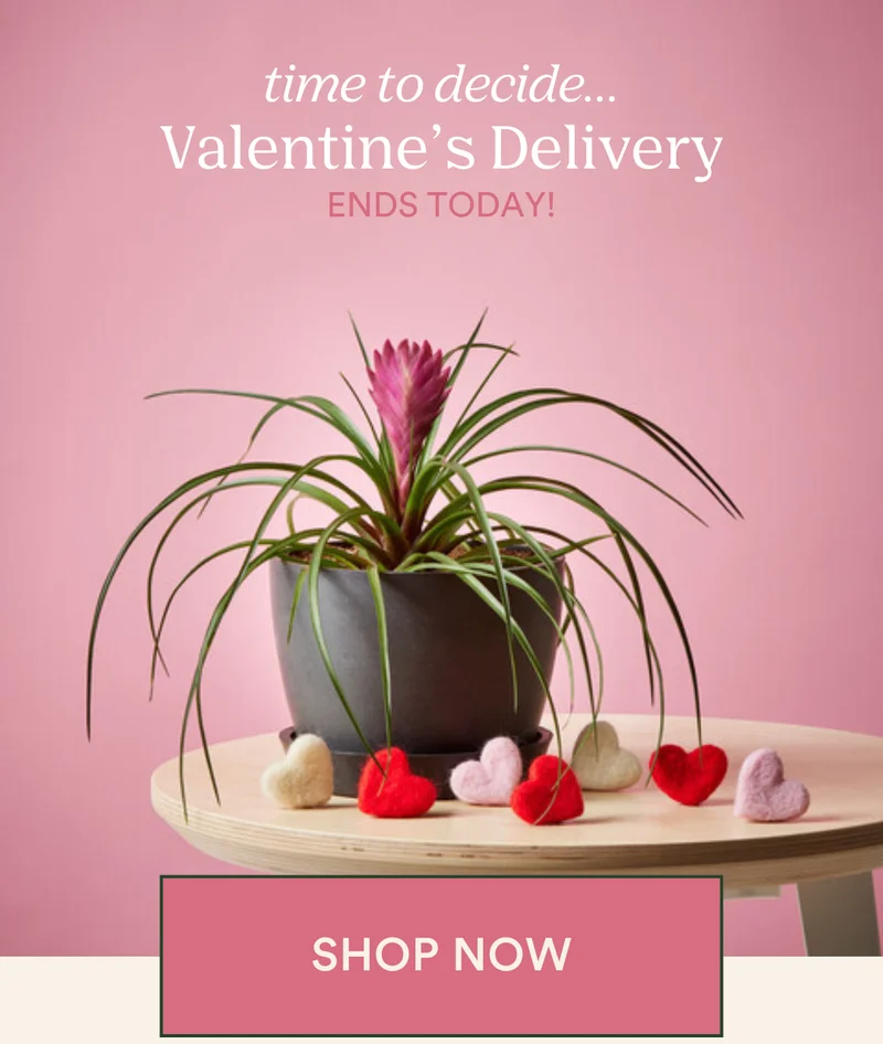 last day for valentine's day delivery
