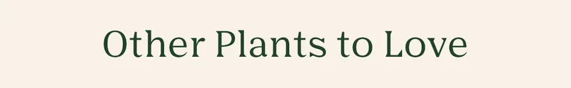 Other Plants You'll Love