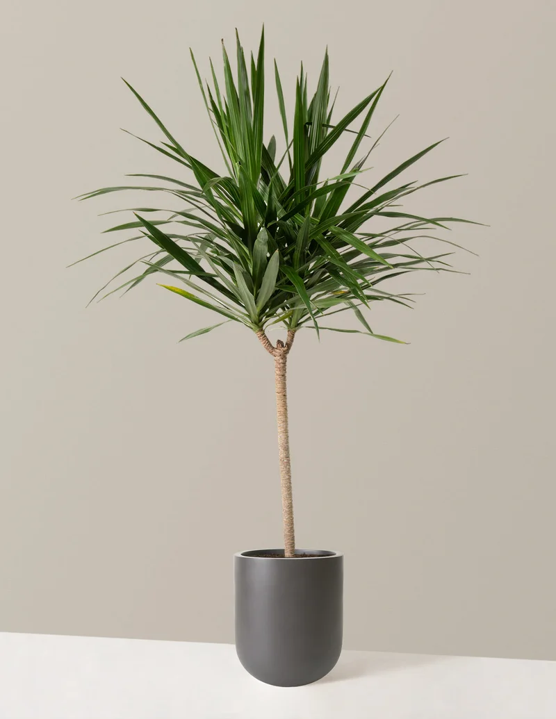 Image of Large Dracaena Tarzan