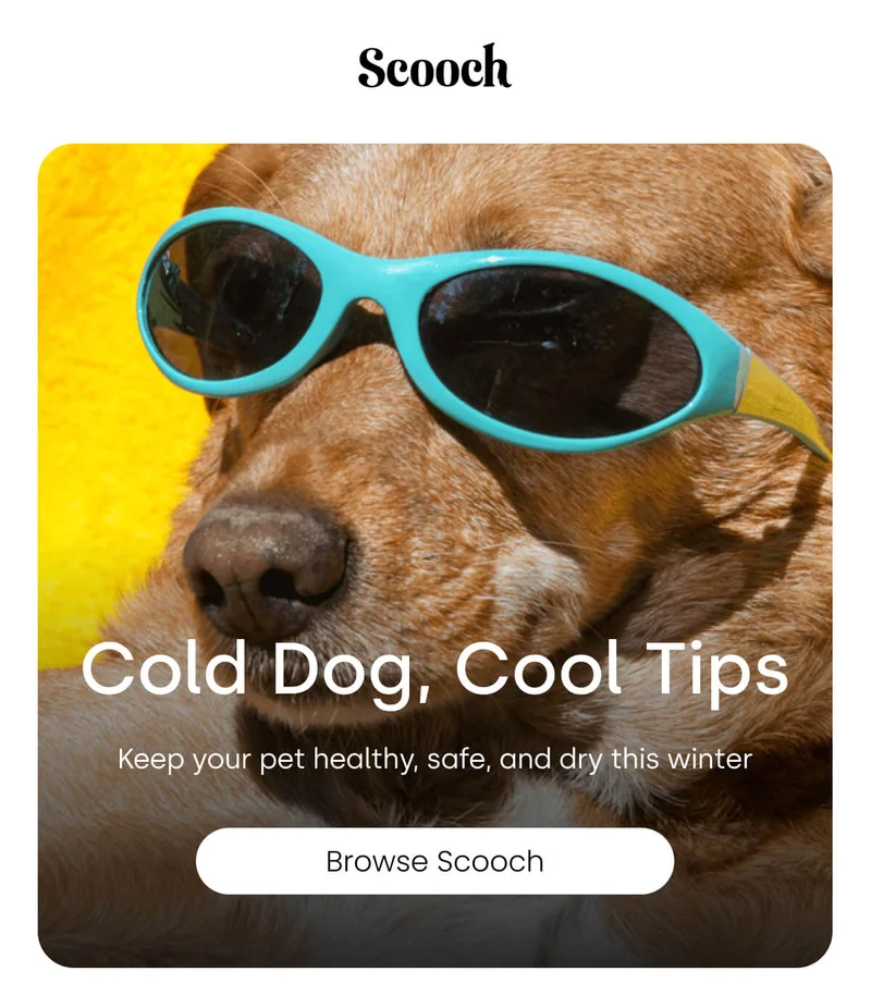 Keep your pet healthy, safe, and dry this winter - Browse Scooch