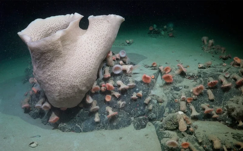 A large sponge, a cluster of anemones, and other life is seen nearly 230 meters deep at an area of the seabed that was very recently covered by the George VI Ice Shelf, a floating glacier in Antarctica.