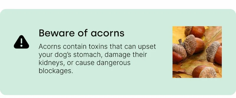 Beware of acorns