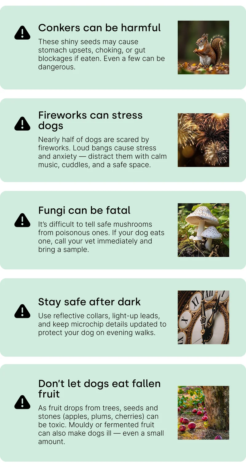 Conkers can be harmful